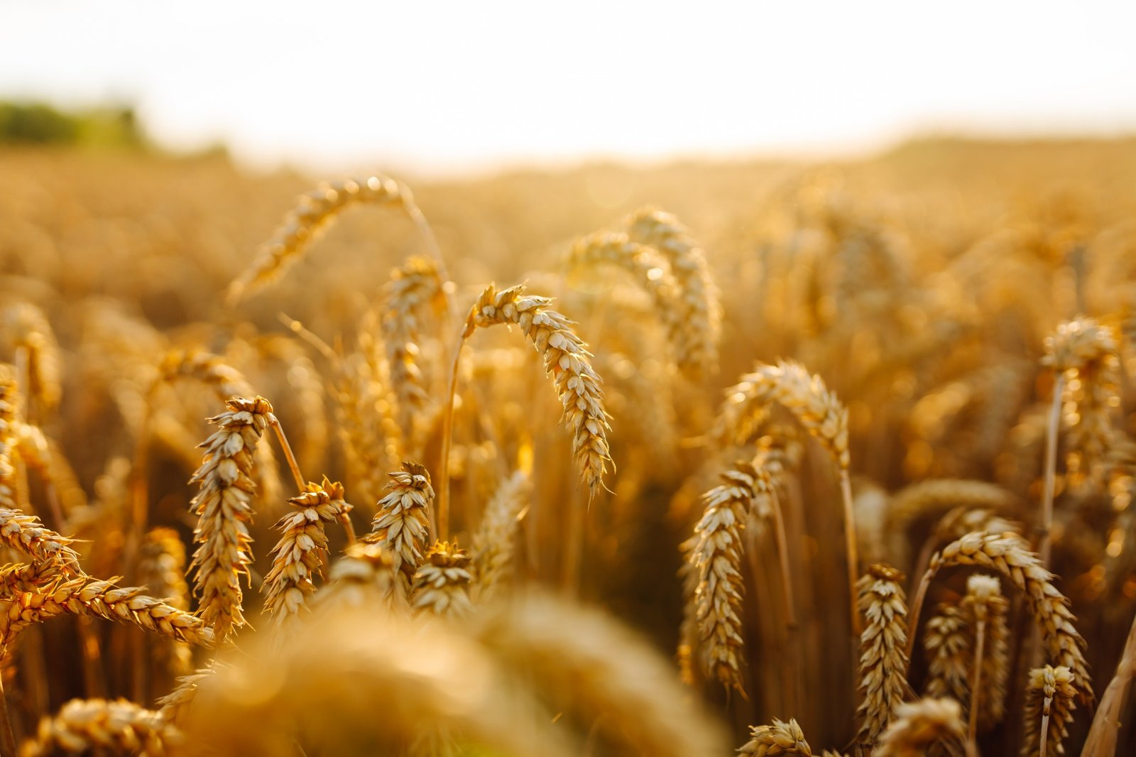 Golden wheat field